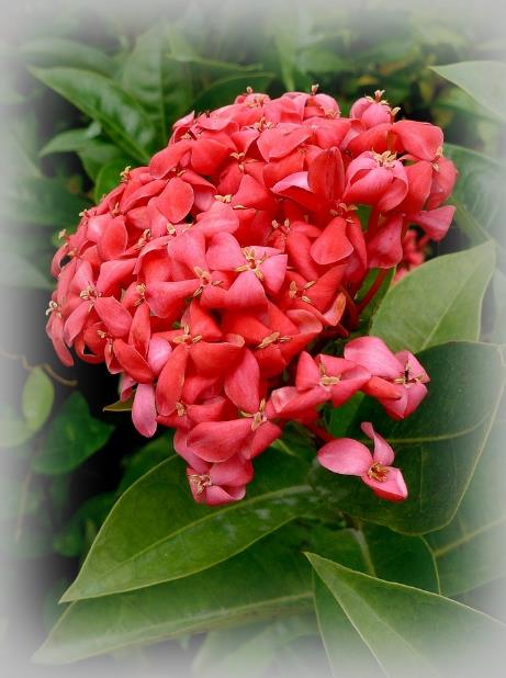 龍船花圖片 龍船花的作用和功效 龍船花的功效與作用