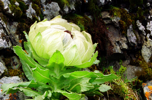 雪蓮花的功效與吃法 雪蓮花的藥用價值 雪蓮花