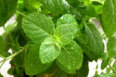薄荷葉的功效與作用 薄荷葉的藥用功效