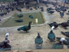 火鴨怎么育雛？火鴨的繁殖技術(shù)要點