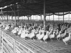 鴨子圈養(yǎng)的好處，鴨子圈養(yǎng)的養(yǎng)殖管理技術(shù)要點