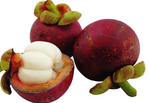 山竹-有關山竹的資料 山竹圖片