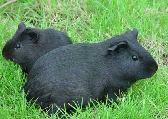 黑豚-有關(guān)黑豚的資料 黑豚圖片
