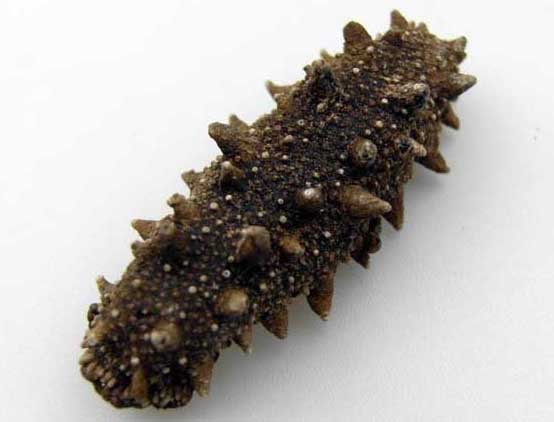 海參-有關海參的資料 海參圖片