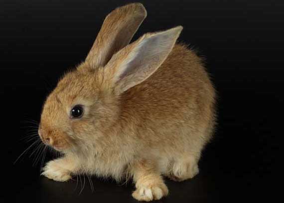 兔子養(yǎng)殖-有關兔子養(yǎng)殖的資料 兔子養(yǎng)殖圖片