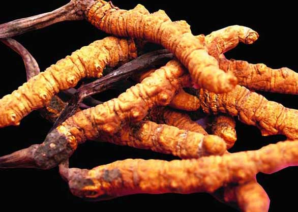 冬蟲夏草-有關(guān)冬蟲夏草的資料 冬蟲夏草圖片