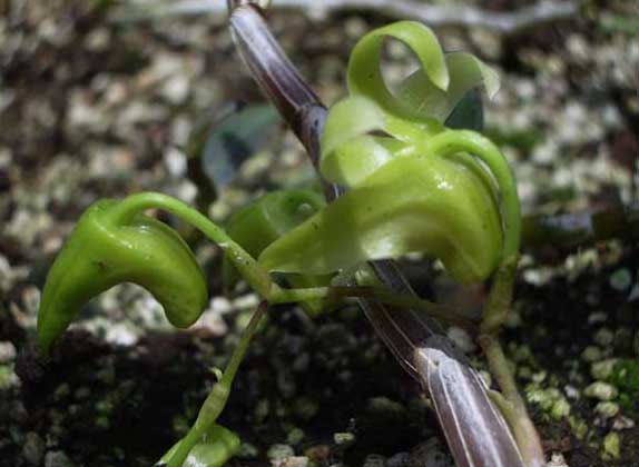 鐵皮石斛-有關鐵皮石斛的知識 鐵皮石斛圖片
