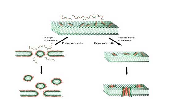抗菌肽的應(yīng)用 農(nóng)藥知識(shí)