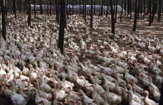 蛋鴨養(yǎng)殖過(guò)程中需要注意那些 蛋鴨飼養(yǎng)管理方法