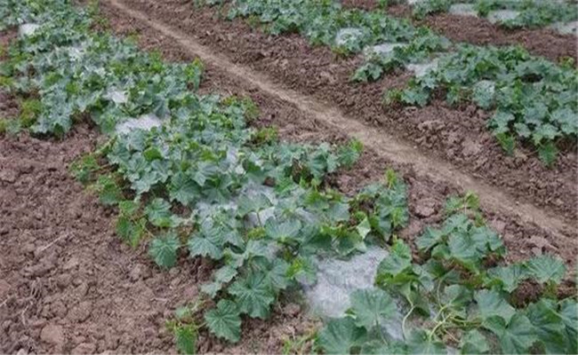 西瓜苗期管理技術(shù)要點