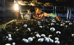 菇房內(nèi)的果蠅是怎么產(chǎn)生的，如何消滅果蠅？