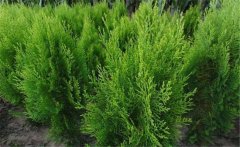 側(cè)柏樹簡介 側(cè)柏樹的生態(tài)習(xí)性與種類、分布