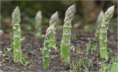 蘆筍莖枯病的癥狀表現(xiàn)與預防、防治技術要點