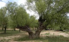 旱柳簡(jiǎn)介，旱柳的栽培管理和園林用途