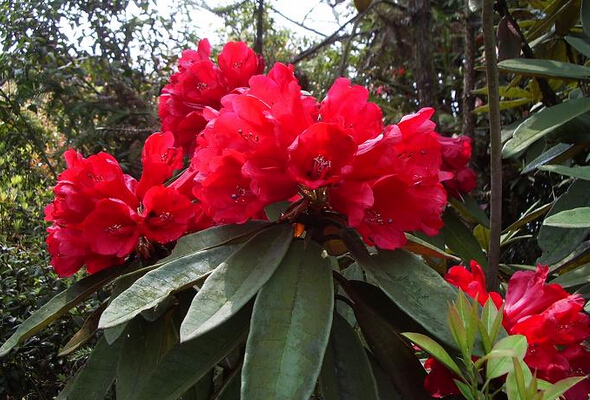 野生杜鵑花種類和圖片 杜鵑花的養(yǎng)殖方法