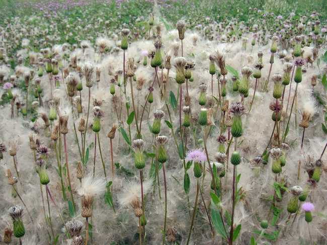 小薊圖片 小薊的功效與藥用價(jià)值 小薊的藥用價(jià)值