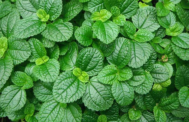 薄荷的功效與藥用價(jià)值 花卉的功效與作用