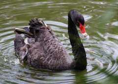 黑天鵝的養(yǎng)殖前景怎么樣？