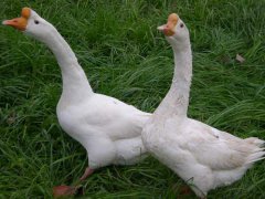 常見的蛋鵝品種有哪些？