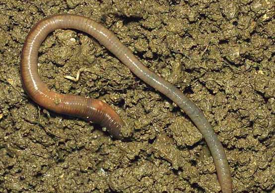 蚯蚓養(yǎng)殖的經(jīng)濟(jì)效益分析 蚯蚓飼養(yǎng)方法