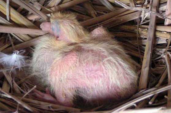 乳鴿養(yǎng)殖技術(shù) 乳鴿的養(yǎng)殖技術(shù)