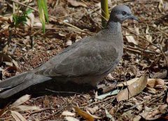 活斑鳩該怎么捕捉？