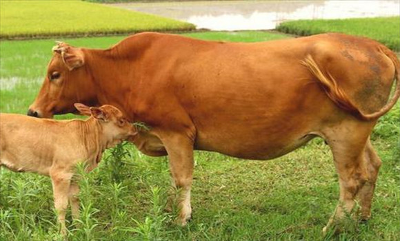 選優(yōu)淘劣，提高繁殖力