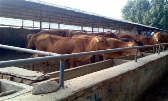 加強(qiáng)飼養(yǎng)管理，抓好母牛的膘情