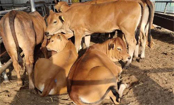 縮短空懷時(shí)間，提高繁殖率