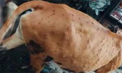 牛背上起皰是怎么回事，牛皮蠅蛆病如何防治？