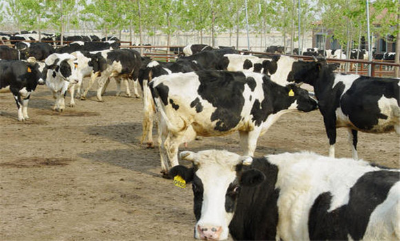 要讓奶牛加強(qiáng)運(yùn)動