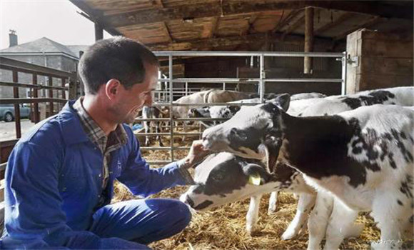 及時補(bǔ)喂精飼料