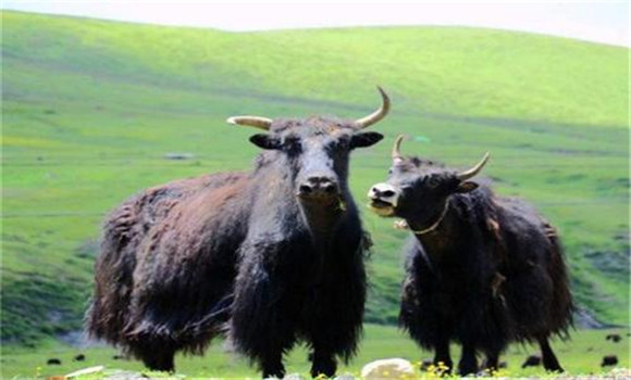 用倍硫磷對(duì)牦牛皮蠅幼蟲(chóng)病防治效果好