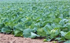 花椰菜如何施肥？花椰菜的高產(chǎn)施肥技術(shù)要點(diǎn)