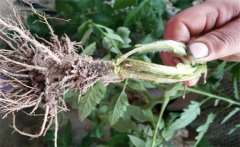 南瓜根結(jié)線蟲病的發(fā)病原因是什么？如何防治？