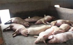 豬黃脂病的病因有哪些？豬黃脂病如何預(yù)防？