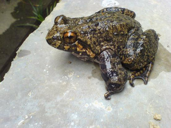 石蛙養(yǎng)殖技術(shù)視頻 石蛙行情