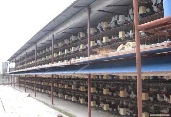 溫室養(yǎng)殖大棚養(yǎng)殖鴿子有哪些優(yōu)點(diǎn) 鴿子飼養(yǎng)方法