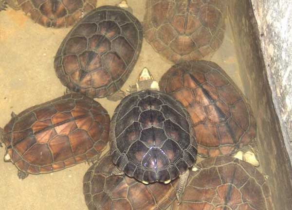 石金錢龜?shù)酿B(yǎng)殖技術要點