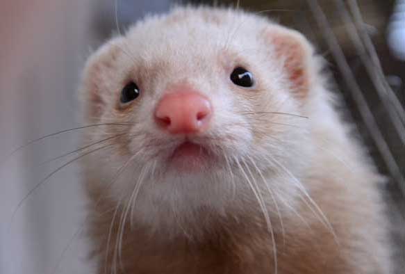 寵物貂到底好不好養(yǎng)? 貂養(yǎng)殖技術(shù)