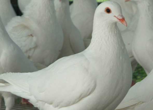 肉鴿常規(guī)飼養(yǎng)管理技術(shù) 肉鴿管理技術(shù)