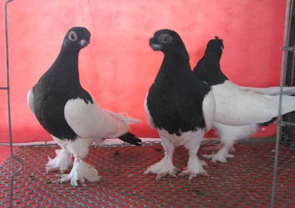 觀賞鴿的養(yǎng)殖前景 養(yǎng)鴿技術(shù)