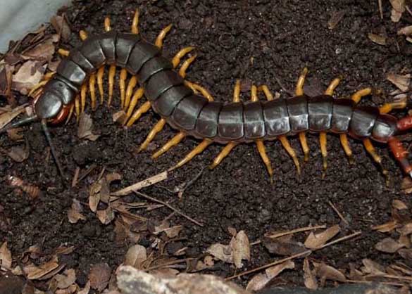 蜈蚣有毒嗎? 蜈蚣飼養(yǎng)方法
