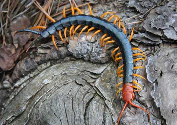 蜈蚣有毒嗎? 蜈蚣飼養(yǎng)方法