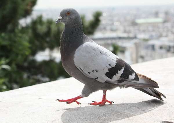 2014年肉鴿養(yǎng)殖前景分析 肉鴿養(yǎng)殖方法