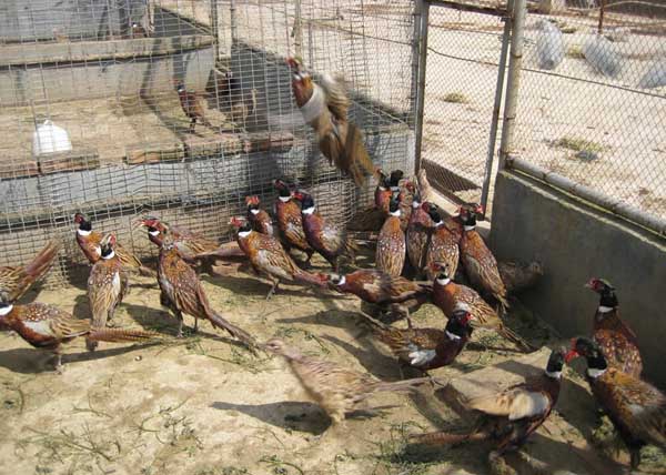 野雞的養(yǎng)殖技術