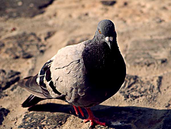 肉鴿的飼養(yǎng)階段及階段特點 肉鴿的飼養(yǎng)技術(shù)