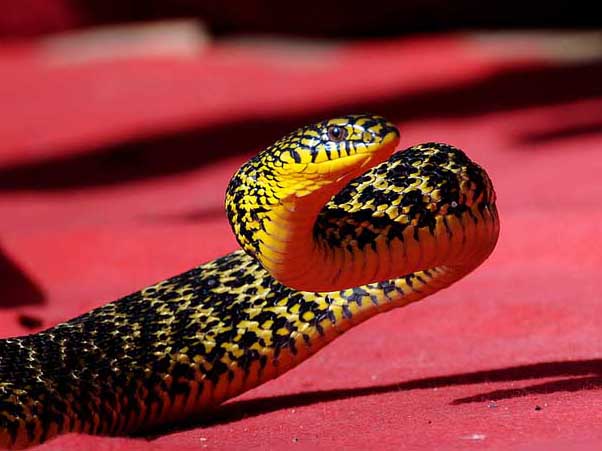 大王蛇養(yǎng)殖技術(shù) 蛇養(yǎng)殖技術(shù)