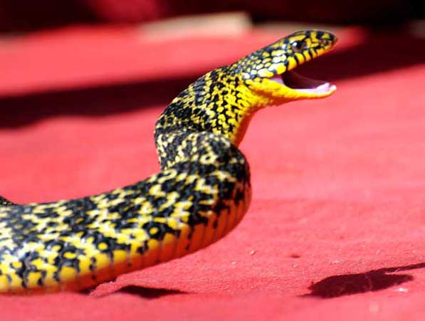 大王蛇養(yǎng)殖技術(shù) 蛇養(yǎng)殖技術(shù)