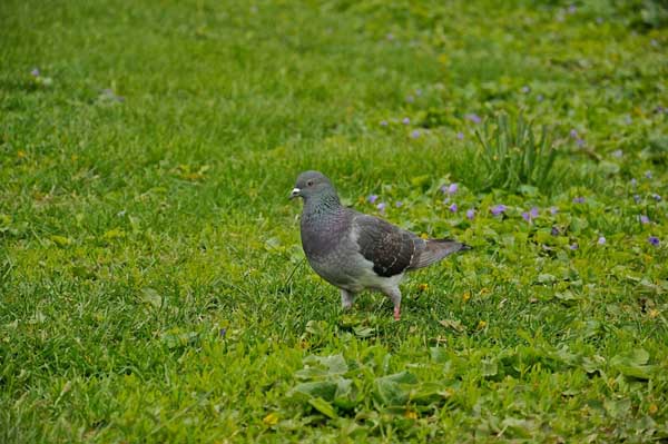 鴿子雌雄鑒別方法 鴿子飼養(yǎng)管理方法